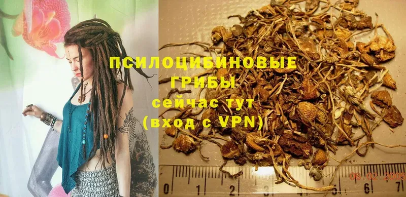 Псилоцибиновые грибы GOLDEN TEACHER  Ардатов 